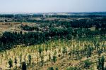 “三北”工程三大标志性战役进展顺利造林种草超过1000万亩