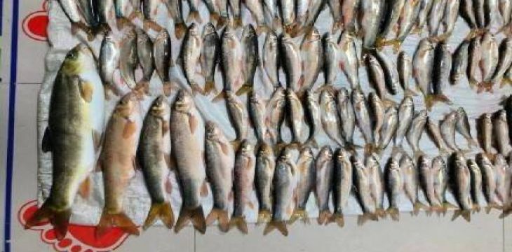 三人非法捕捞二级保护鱼类超200条 