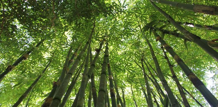 小竹子撬动大产业 澎湃高质量发展新动能