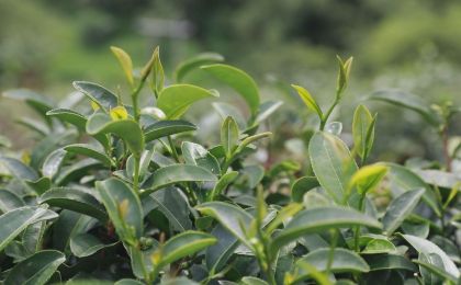 海南大叶茶被证实为山茶属新物种