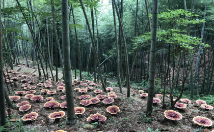 我国林下经济年产值超1万亿元